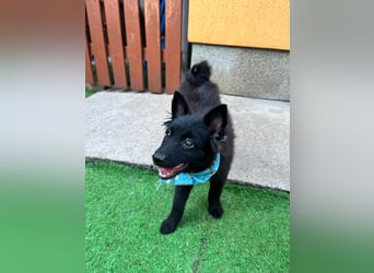 Fido - kleiner Hundejunge