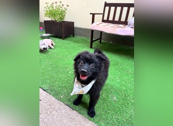 Tito - kleiner Hundejunge