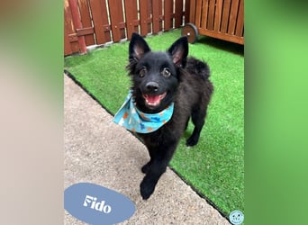 Fido - kleiner Hundejunge