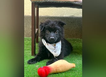 Tito - kleiner Hundejunge