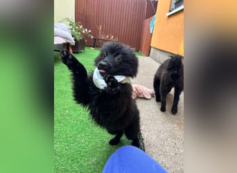 Tito - kleiner Hundejunge