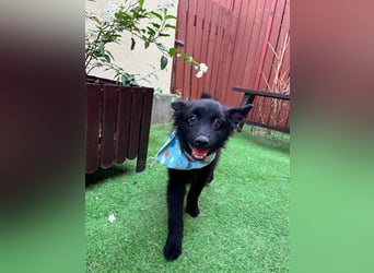 Fido - kleiner Hundejunge