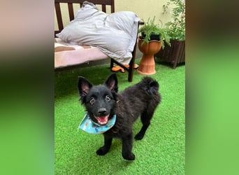Fido - kleiner Hundejunge