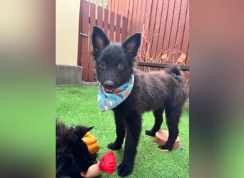 Fido - kleiner Hundejunge