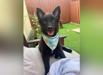 Fido - kleiner Hundejunge