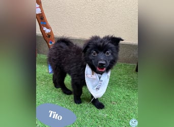 Tito - kleiner Hundejunge