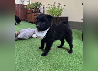 Tito - kleiner Hundejunge