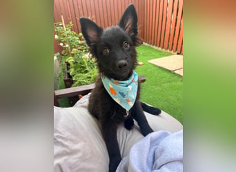 Fido - kleiner Hundejunge