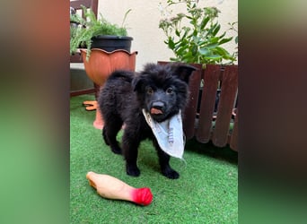 Tito - kleiner Hundejunge
