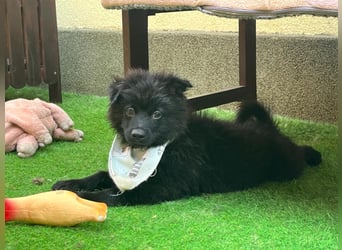 Tito - kleiner Hundejunge