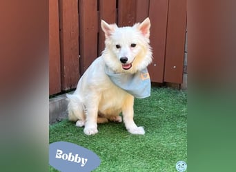 Bobby - freundlich, sanftmütig
