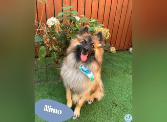Nimo - voller Lebensfreude