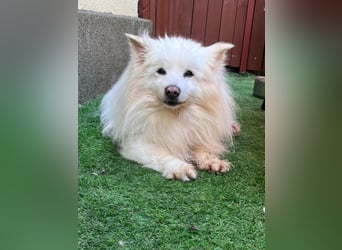 Opi Snow sucht ruhiges Körbchen