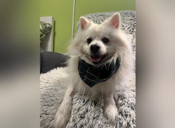 Fido wünscht sich ein Neustart