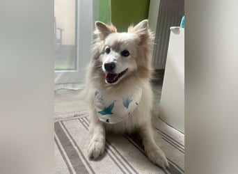 Brutus sucht geduldige Menschen