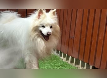 Opi Snow sucht ruhiges Körbchen