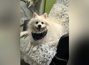 Fido wünscht sich ein Neustart