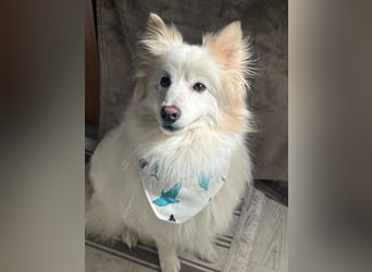 Brutus sucht geduldige Menschen