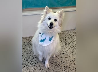 Brutus sucht geduldige Menschen