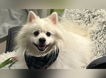 Fido wünscht sich ein Neustart