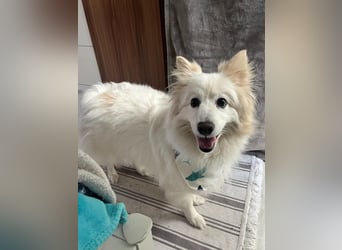 Brutus sucht geduldige Menschen