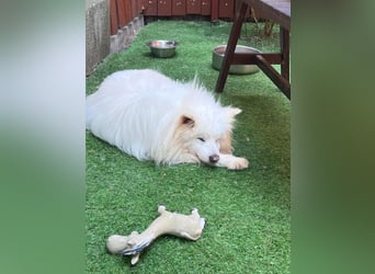 Opi Snow sucht ruhiges Körbchen