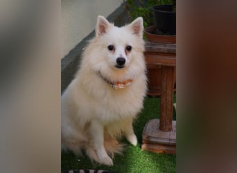 Ted sucht ruhiges, verständnisvolles Zuhause