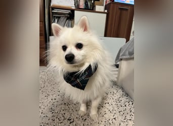 Fido wünscht sich ein Neustart