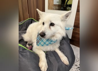 Kody SR- Gelassener Gentleman sucht sein Glück!