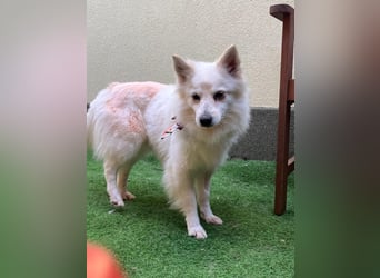 Amy SR – Kleines Energiebündel mit großem Herz sucht sportliche Menschen