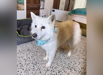 Kody SR- Gelassener Gentleman sucht sein Glück!