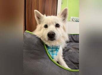 Kody SR- Gelassener Gentleman sucht sein Glück!