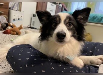 Jerry SR- Gutmütiger Sonnenschein sucht Zuhause