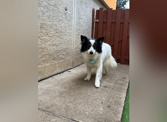 Jerry SR- Gutmütiger Sonnenschein sucht Zuhause