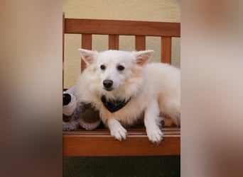 Timm-SR – Schatz sucht Liebe und Vertrauen!