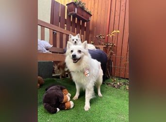 Amy SR – Kleines Energiebündel mit großem Herz sucht sportliche Menschen