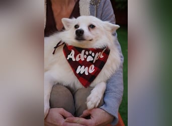 Ted SR – Sensibler Spitz sucht einfühlsames Zuhause