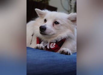 Ted SR – Sensibler Spitz sucht einfühlsames Zuhause