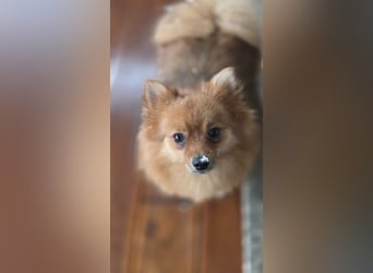 Nico SR – Kleiner Schatz sucht Liebe! 