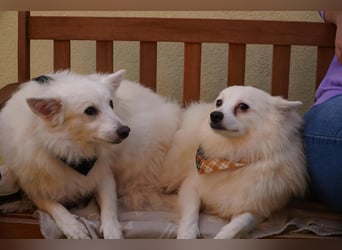 Timm-SR – Schatz sucht Liebe und Vertrauen!