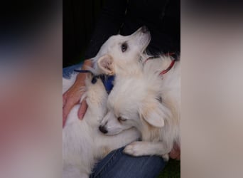 Ted SR – Sensibler Spitz sucht einfühlsames Zuhause