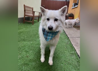 Kody SR- Gelassener Gentleman sucht sein Glück!