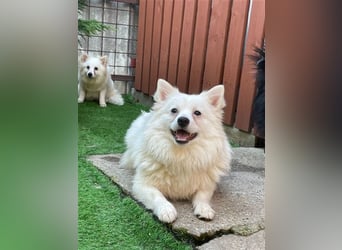 Ted SR – Sensibler Spitz sucht einfühlsames Zuhause