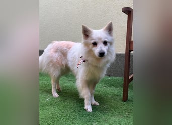 Amy SR – Kleines Energiebündel mit großem Herz sucht sportliche Menschen