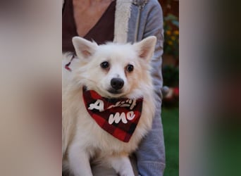 Ted SR – Sensibler Spitz sucht einfühlsames Zuhause