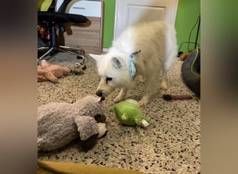 Kody SR- Gelassener Gentleman sucht sein Glück!