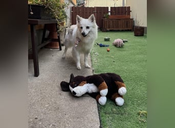 Amy SR – Kleines Energiebündel mit großem Herz sucht sportliche Menschen