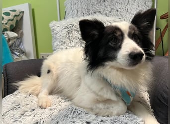 Jerry SR- Gutmütiger Sonnenschein sucht Zuhause