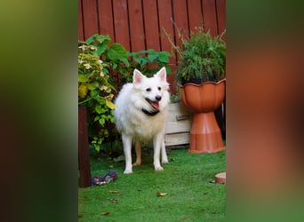 Timm-SR – Schatz sucht Liebe und Vertrauen!