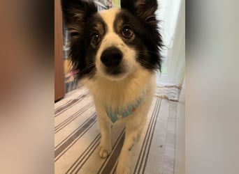 Jerry SR- Gutmütiger Sonnenschein sucht Zuhause